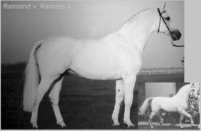 Raimond