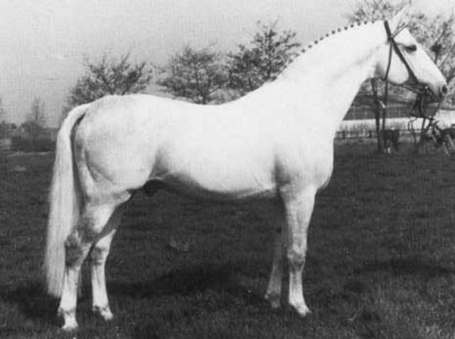 Raimond
