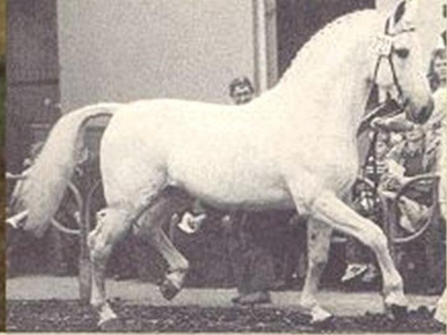 Raimond