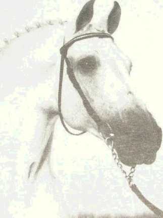 Raimond
