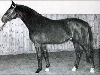 Raimond als junger Hengst